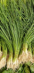 Spring onions tied in green leaves with white roots offered for sale