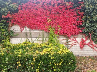 visible sign of autumn with different leaf colors green to red and light green on a white wall