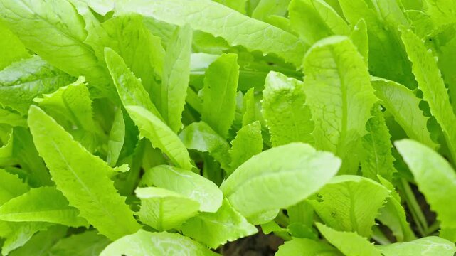 Green romaine cos lettuce source of vitamins plant.