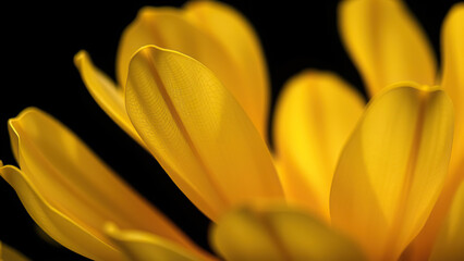 Obraz premium Close-up of yellow flower petals on black canvas, botanical, colorful, macro photography
