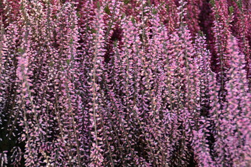 Lilac callunas are blossoming outdoors in sunny autumn day.