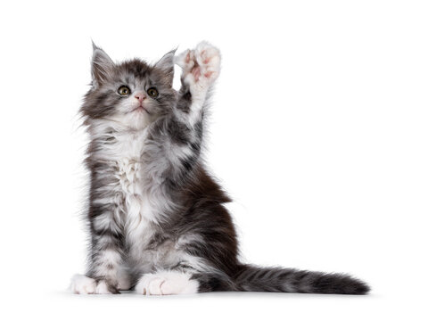 Cute polydactyl Maine Coon cat kitten, siting up side ways. One paw reaching up showing the extra toe beans. Looking above camera. Isolated on a white background.