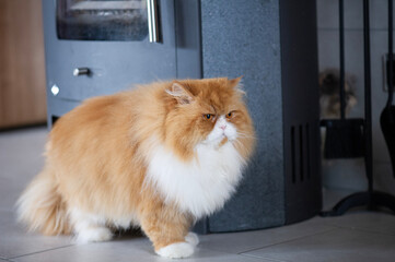 Perser Katze in ihrem Zuhause