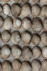 seashells on the beach