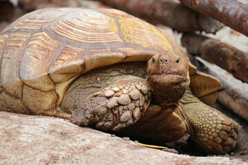 Fototapeta premium Giant Yellow-Footed Tortoise walking free on land. Big Turtles at the Zoo