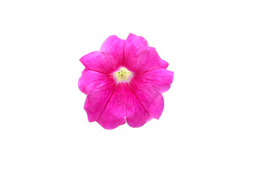 pink hibiscus flower