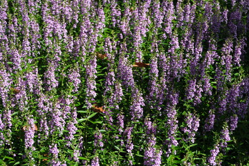 Fototapeta premium lavender field in region