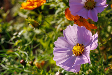 晩秋の陽だまりにピンクのコスモス