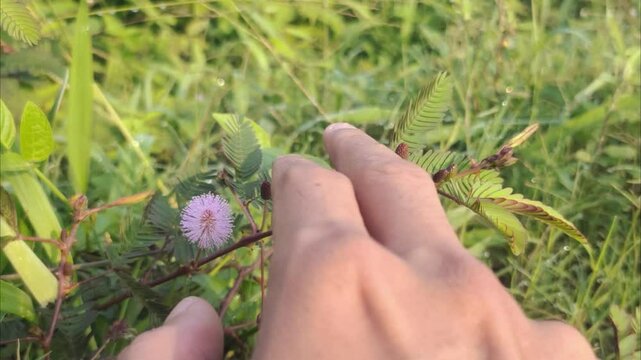 Putri Malu or Mimosa pudica L is a short shrub whose leaves can quickly close or wither on their own when touched. This plant is widely grown in various tropical regions, including in Indonesia.