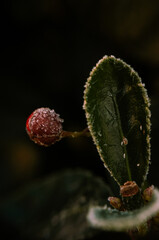 Fototapeta premium close up of a flower