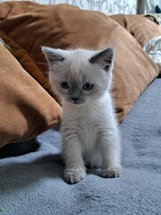 cat on a chair