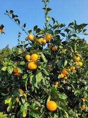 snowy tangerine tree, mandarin, tangerine, mandarin tree, tangerine tree, a tangerine orchard, fruit, Jeju tangerines, Korean tangerines