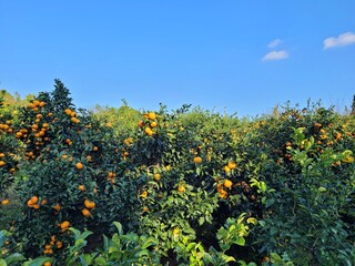 Obraz premium snowy tangerine tree, mandarin, tangerine, mandarin tree, tangerine tree, a tangerine orchard, fruit, Jeju tangerines, Korean tangerines