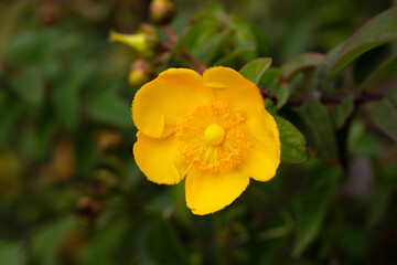 Obraz premium Yellow Hypericum Hidcote (St. John s Wort). A summer background of a large yellow flower on a green bush.