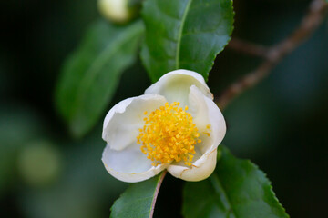 Fototapeta premium Tea leaf and white flower in tea plantation. Flower of tea on trunk. Beautiful and fresh white tea flower