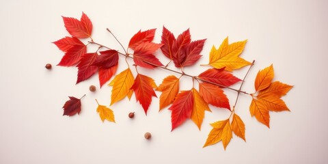Fototapeta premium Autumnal Branch with Vibrant Hues of Crimson, Scarlet, and Golden Leaves Against a Pure White Background