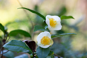 Tea leaf and white flower in tea plantation. Flower of tea on trunk. Beautiful and fresh white tea...