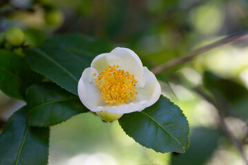 Tea leaf and white flower in tea plantation. Flower of tea on trunk. Beautiful and fresh white tea...