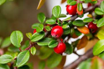 Cotoneaster horizontalis close up. Branches with red berries and green leaves.