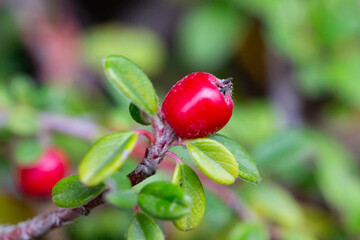 Cotoneaster horizontalis close up. Branches with red berries and green leaves.
