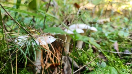 Fototapeta premium a group mushroom in the grass, mushrooms are growing in the grass and brown, and green, mushrooms in the forest are on the ground