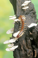 A centipede hunts for small insects on a rotting tree trunk overgrown with a fungus colony. This...