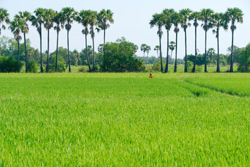 Lush Green Rice Field with Tall Palm Trees Under Clear Blue Sky