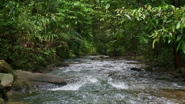 Stream flowing over the rocks through green plants in tropical rainforest during rainy season. Tranquil scene of a creek in the forest. Ton Prai Waterfall, Phang Nga Province, Thailand.