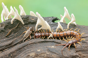 A centipede hunts for small insects on a rotting tree trunk overgrown with a fungus colony. This...