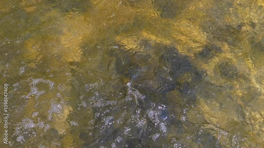 Poster top view of a water splash in a clear pond with rocky bottom and algae. perfect background for a sum