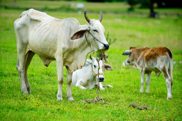 Fototapeta premium Cattle Grazing in Lush Green Pasture under Clear Blue Sky
