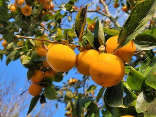 Sweet persimmons, Persimmonfruit, Korean sweet persimmon, food