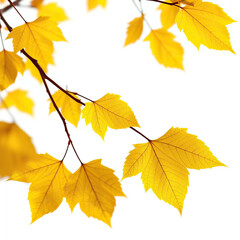 Obraz premium Close up of yellow fall leaves on a tree branch over a white backdrop, tranquil, environment
