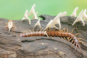 Naklejka premium A centipede hunts for small insects on a rotting tree trunk overgrown with a fungus colony. This multi-legged animal has the scientific name Scolopendra morsitans.
