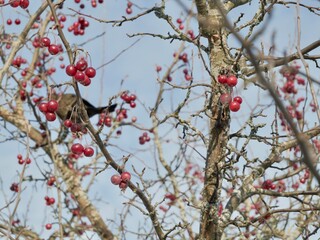 The common blackbird (Turdus merula) or Eurasian blackbird during winter on a branch of crab apple. Sweden