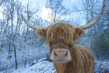 Hochlandrind im Winterlichen Schnee