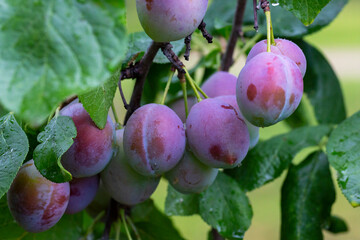 Ripe red plums on the branch with dew droplets