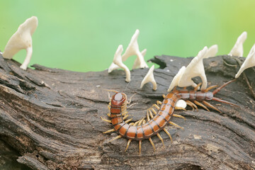 A centipede hunts for small insects on a rotting tree trunk overgrown with a fungus colony. This...