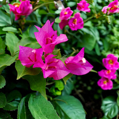 Obraz premium Beautiful macro close-up photography capturing the fine details and natural textures of small subjects. Perfect for nature, wildlife, and artistic backgrounds showcasing sharp focus and vibrant color 