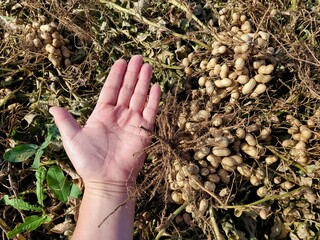 Peanuts, Korean peanut field view