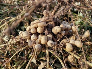 Peanuts, Korean peanut field view