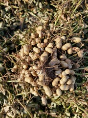 Peanuts, Korean peanut field view