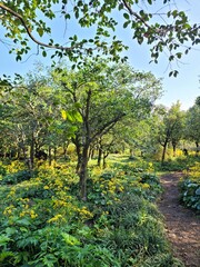 a silver leaf, Ligularia tussilaginea, flower, plants