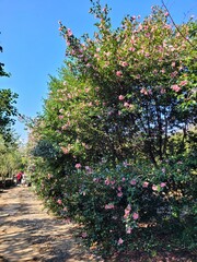 red camellia flowers blooming on camellia trees, camellia