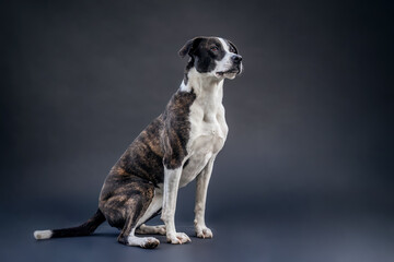 A female crossbreed mongrel dog posing on dark studio background