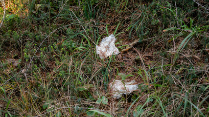 Crumpled tissues littering a grassy field highlight environmental pollution and waste management...