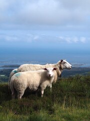 Obraz premium Sheep in the mountains