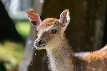 Closeup head and face of Sika deer also Northern Spotted or Japanese Deer "Cervus nippon". Beautiful female doe with big brown eyes. Wild animal in Glendalough, Wicklow, Ireland