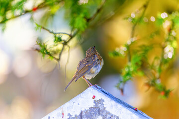 Robin redbreast bird perched on headstone looking toward sky or heaven. Bokeh like Christmas lights on tree. Holiday nature background. Glendalough Cemetery, Wicklow, Ireland