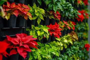 Naklejka premium A wall of plants in black pots, green and red poinsettias hanging from a metal grid with other tropical foliage and flowers,2
